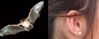The Bat Segundo Show & Follow Your Ears