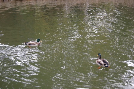 ducks2.jpg