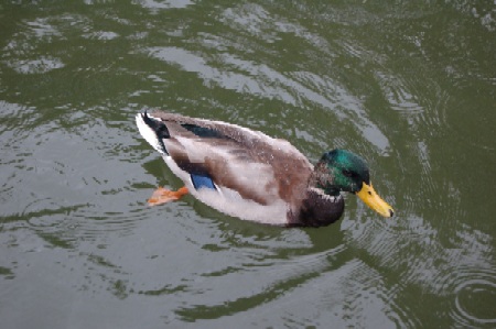 ducks6.jpg