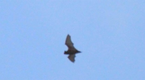 End of the Bat