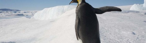 Penguin Sues Elizabeth Wurtzel, Ana Marie Cox, and Other Authors Who Can't Deliver Books