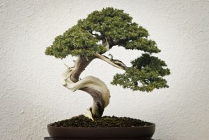 bonsai